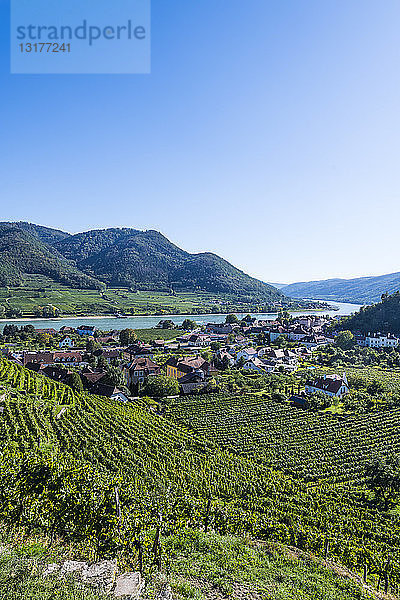 Österreich  Wachau  Weingärten mit Blick auf Spitz an der Wachau