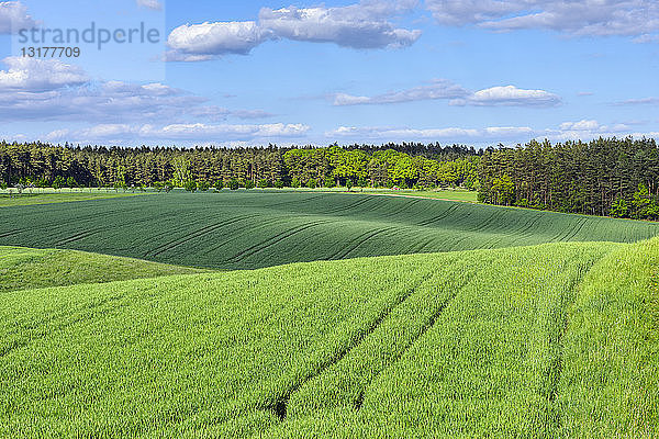 Grünes Weizenfeld mit Wald im Hintergrund  Frühling  Bayern  Deutschland.