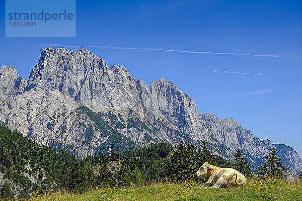 Österreich  Bundesland Salzburg  Pinzgau  Großes Mühlsturzhorn  Litzlalm  Kuh auf der Wiese liegend