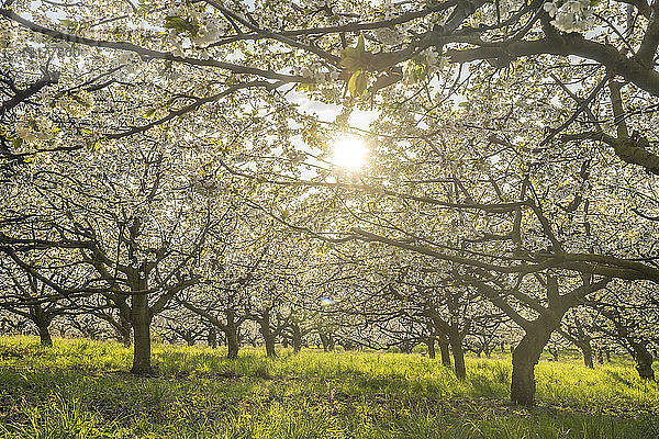 Deutschland  Sachsen-Anhalt  Wernigerode  blühende Kirschbäume am Abend