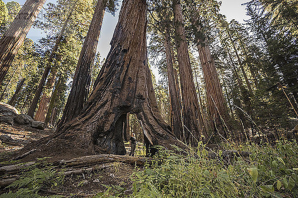 USA  Kalifornien  Sequoia-Nationalpark  Sequoia-Baum und Frau und Passage