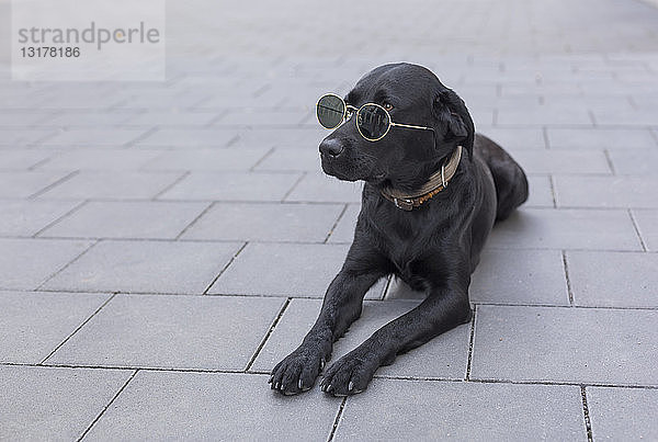 Schwarzer Hund mit Sonnenbrille auf dem Gehsteig liegend