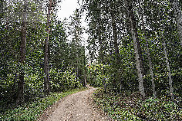 Wald in Lettland