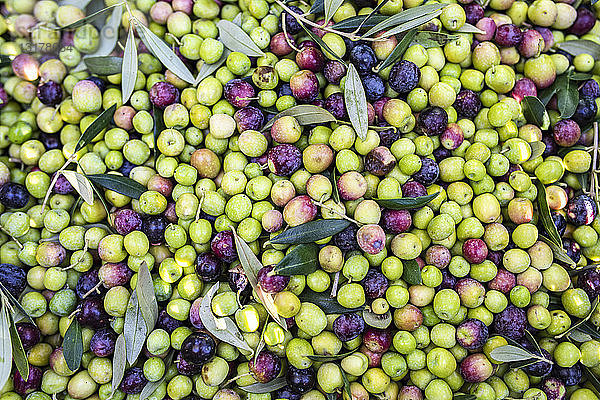 Hintergrund der frisch gepflückten Oliven