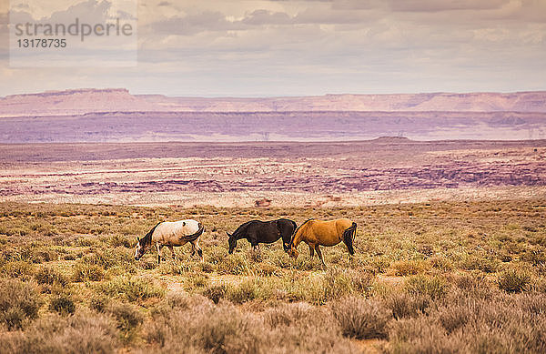 USA  Arizona  Grand Canyon  drei Pferde