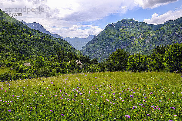 Albanien  Kreis Shkoder  Albanische Alpen  Theth-Nationalpark  Blumenwiese