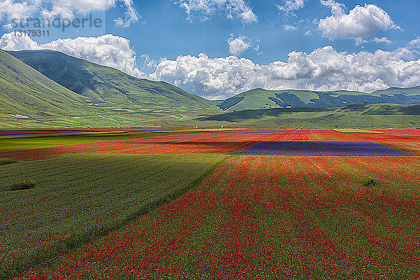 Italien  Umbrien  Sibillini-Nationalpark  Blühende Blumen auf dem Piano Grande di Castelluccio di Norcia