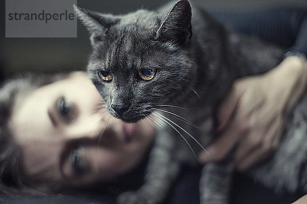 Porträt einer grau gestromten Katze und ihres Besitzers im Hintergrund