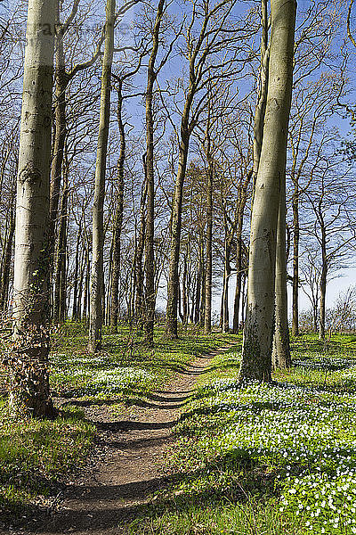 Deutschland  Mecklenburg-Vorpommern  Warnemünde  Wald im Frühling  leerer Weg