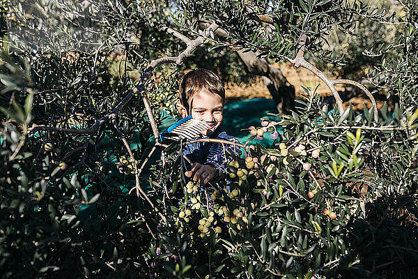 Junge pflückt Oliven vom Baum