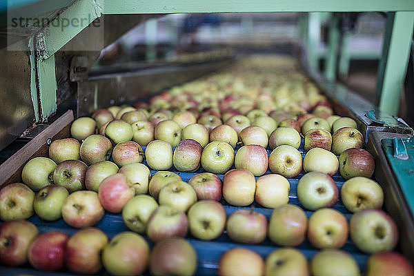 Äpfel in der Fabrik auf Förderband