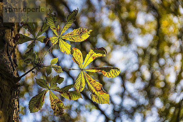Kastanienblatt im Herbst