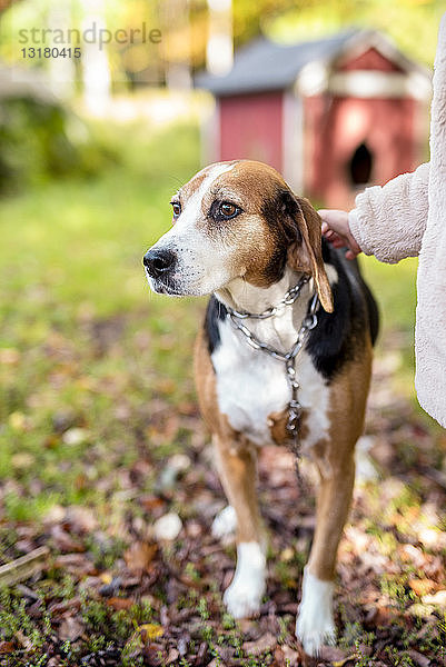 Porträt eines Hundes im Herbstgarten