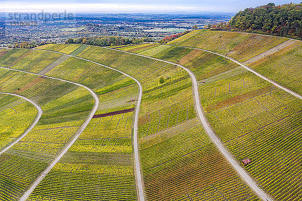 Deutschland  Baden-Württemberg  Luftaufnahme des Korber Kopfes  Weinberge im Herbst