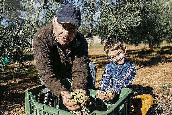 Porträt eines älteren Mannes und seines Enkels bei der gemeinsamen Olivenernte im Obstgarten