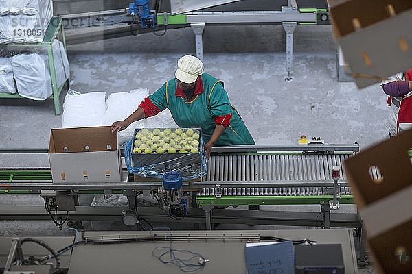 Frau Fabrik verpackt Äpfel in Pappkarton
