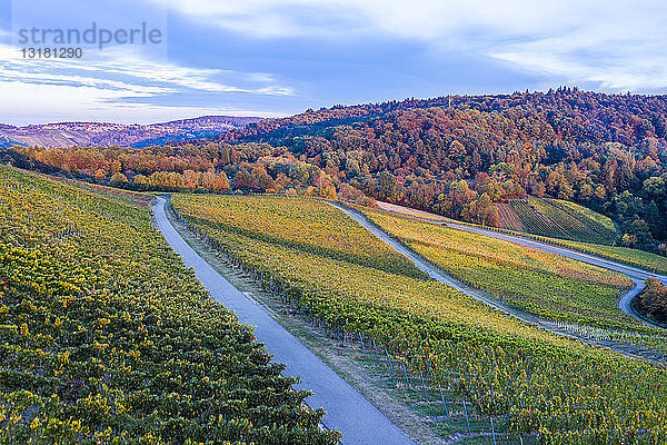 Deutschland  Baden-Württemberg  Luftaufnahme des Korber Kopfes  Weinberge im Herbst