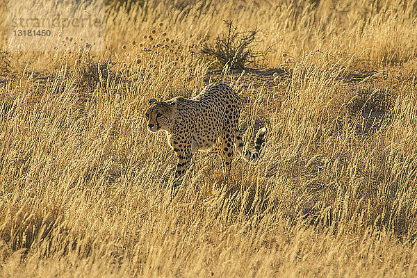 Südafrika  Kalahari-Grenzpark  Gepard  Acinonyx jubatus