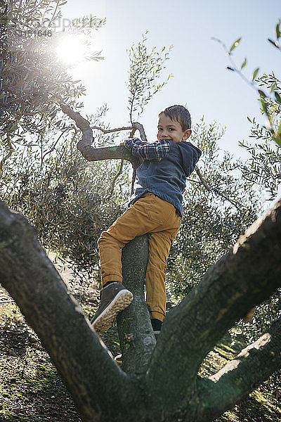 Glücklicher Junge spielt in einem Olivenbaum
