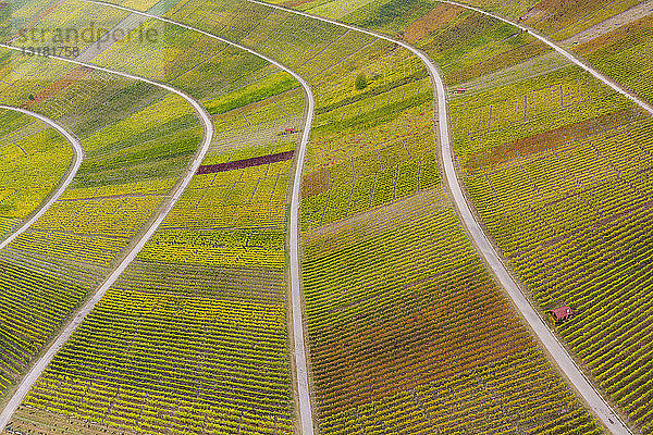 Deutschland  Baden-Württemberg  Luftaufnahme des Korber Kopfes  Weinberge im Herbst