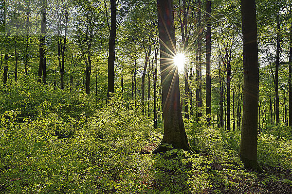 Vitaler grüner Wald im Frühling mit Sonne und Sonnenstrahlen  Westerwald  Rheinland-Pfalz  Deutschland