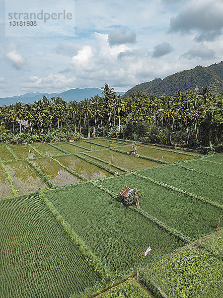 Indonesien  Bali  Candidasa  Luftaufnahme der Reisfelder