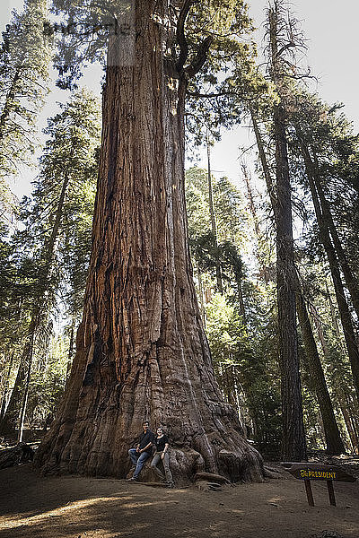 USA  Kalifornien  Sequoia-Nationalpark  Sequoia-Baum 'Präsident' und Paar
