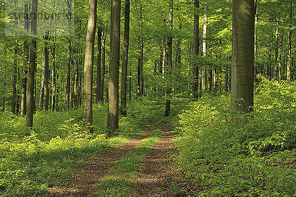 Vitaler grüner Wald im Frühling. Westerwald  Rheinland-Pfalz  Deutschland