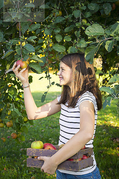 Lächelndes Mädchen pflückt Apfel vom Baum