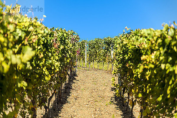 Deutschland  Rheinland-Pfalz  Ahrtal  Weinberg