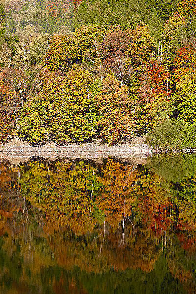 Deutschland  Herbstwald  Wasserspiegelung