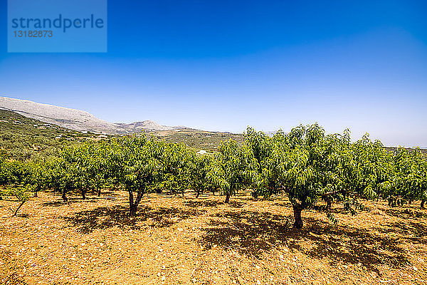 Spanien  Mondron  Pfirsichbäume im Obstgarten