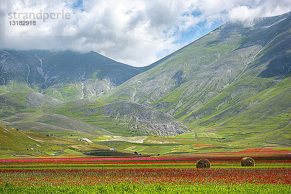 Italien  Umbrien  Sibillini-Nationalpark  Blühende Blumen und Linsen auf dem Plateau Piano Grande