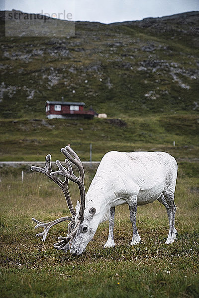 Norwegen  Lappland  männliche Rentiere auf der Weide