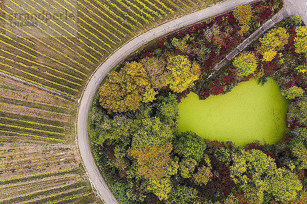 Deutschland  Baden-Württemberg  Luftaufnahme des Korber Kopfes  Weinberge im Herbst