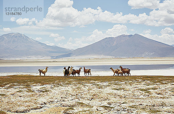 Chile  Salar del Carmen  Alpakas am Salzseeufer vor den Anden