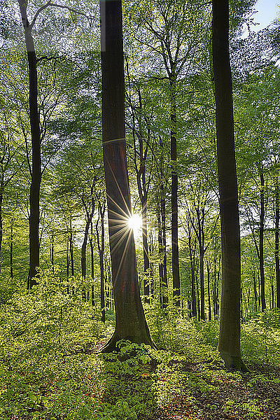 Vitaler grüner Wald im Frühling mit Sonne und Sonnenstrahlen  Westerwald  Rheinland-Pfalz  Deutschland