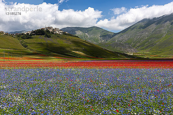 Italien  Umbrien  Sibillini-Nationalpark  Blühende Blumen auf dem Piano Grande di Castelluccio di Norcia