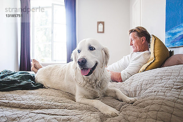 Hund schaut weg  während er sich entspannt mit einem älteren Tierbesitzer auf dem Bett zu Hause entspannt