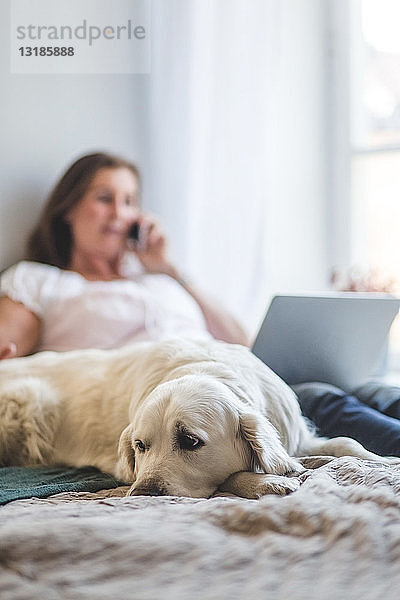 Nahaufnahme eines Hundes im Liegen  während eine Frau mit Laptop zu Hause am Bett telefoniert