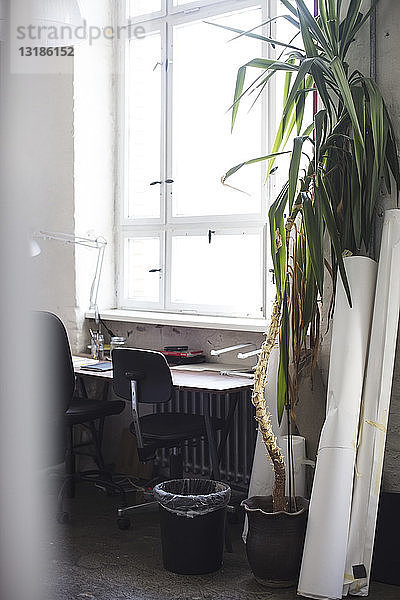 Topfpflanze am Schreibtisch im Büro