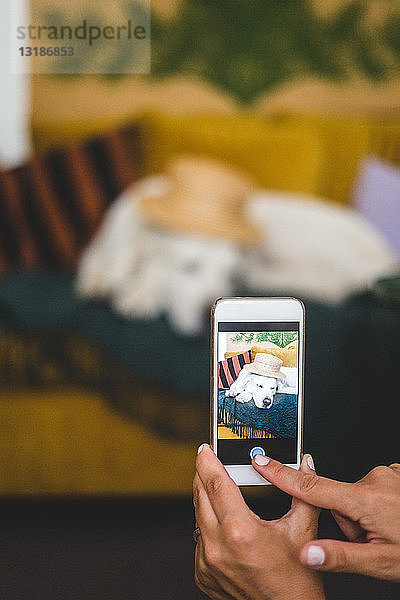 Beschnittenes Bild einer Frau  die zu Hause einen Hund mit Hut auf ihrem Mobiltelefon fotografiert
