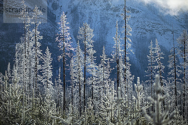 Schneebedeckte Waldbäume unterhalb des Berges  Marble Canyon  Alberta  Kanada