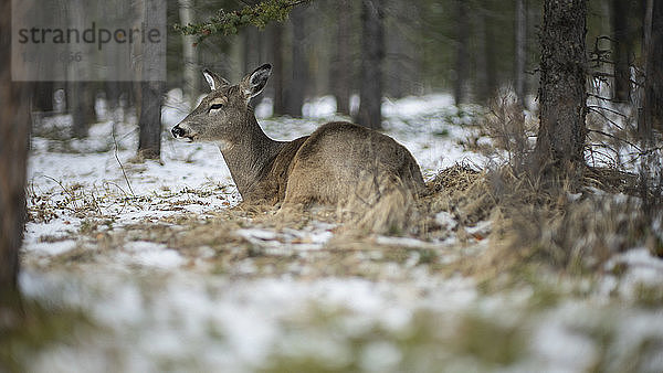 Rotwild im verschneiten Wald  Lake Louise  Alberta  Kanada