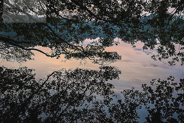 Idyllische Baumsilhouette im stillen See bei Sonnenuntergang  Lütjensee  Schleswig-Holstein  Deutschland