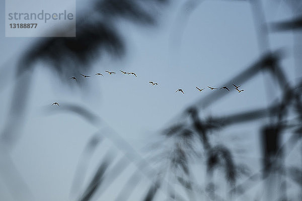 Silhouette Vögel fliegen gegen blauen Himmel