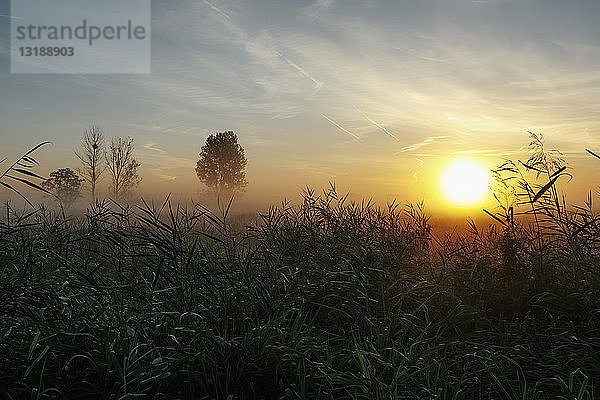 Idyllischer  ruhiger Sonnenaufgang und Nebel über ländlichem Feld  Leopoldshagen  Mecklenburg-Vorpommern  Deutschland