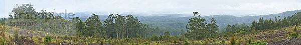 Great Otway National Park  Barwon South West  Victoria  Australien