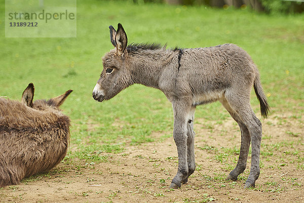 Esel  Equus asinus asinus  auf einer Wiese