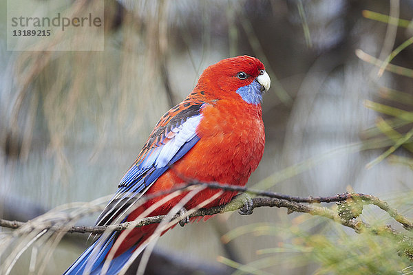 Karminrote Rosella  Platycercus elegans  Great Otway National Park  Victoria  Australien